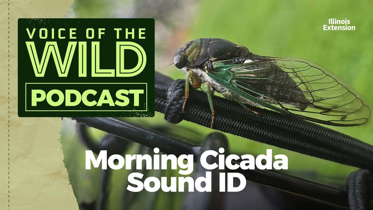 Weta Bug Sound