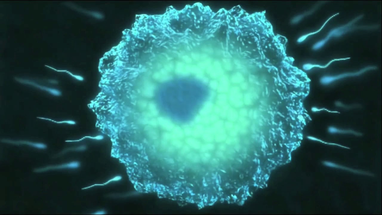 Quante Cellule Ci Sono Nel Corpo Umano