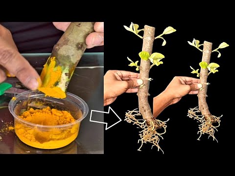 How To Grow Guava Tree Big Cutting Easy Techniques | How To Grow Guava Tree From Cutting