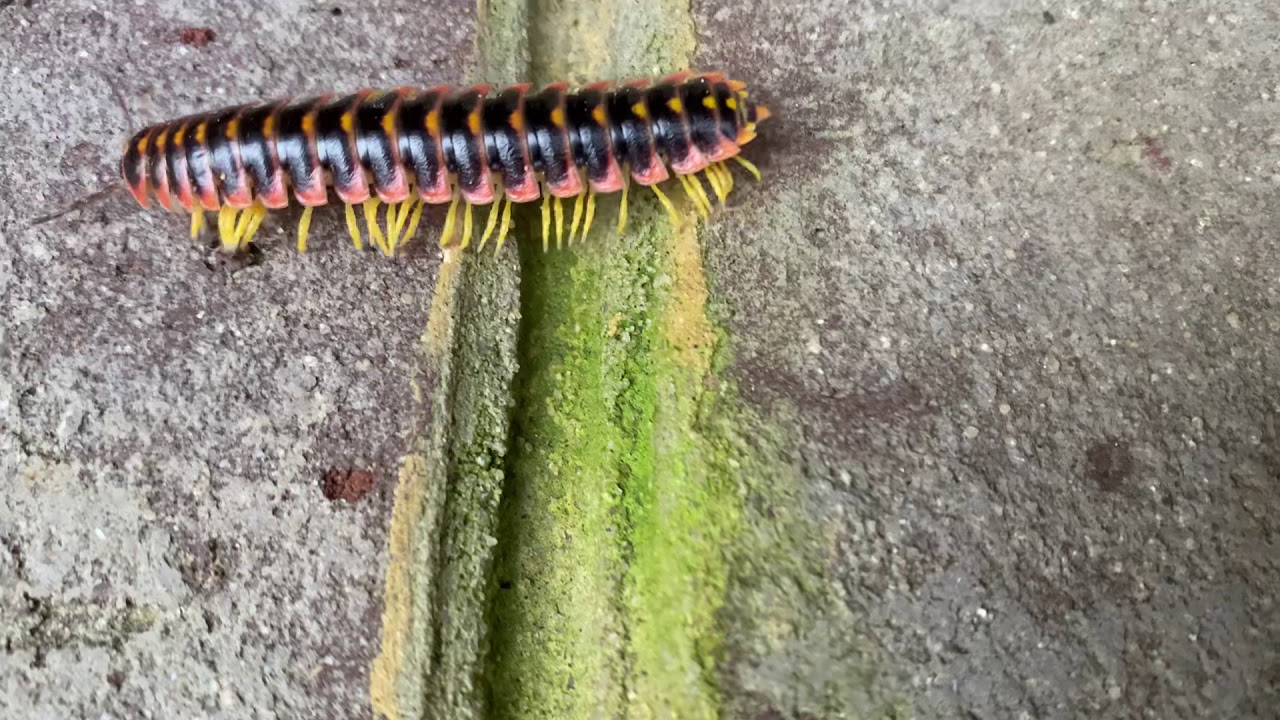 Black and Gold Flat Millipede (Apheloria virginiensis)