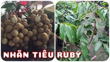 🌼New🌈Cây Nhãn tiêu Ruby⭐️ | 0386569374 - Ngọc Ngân Bến Tre | Chuyên cây độc lạ