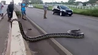 Неожиданные встречи с гигантскими змеями!