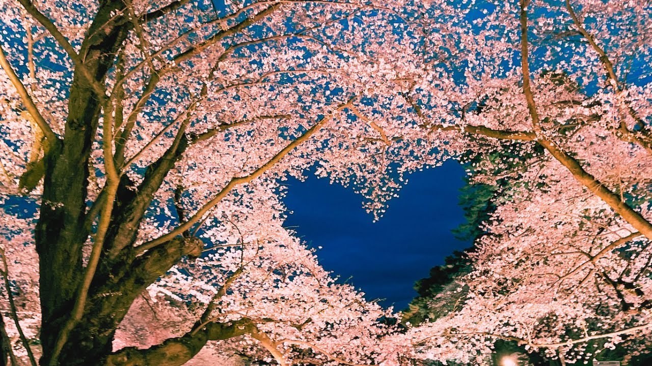 Фестиваль цветения сакуры в Аомори, Япония.