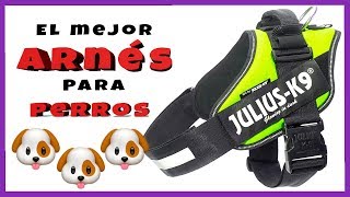 Tipos de ARNÉS para PERROS 🐶 TOP 5 ✅ Mejores PECHERAS para perros