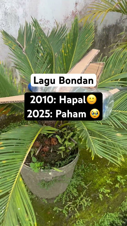 Lagu bondan yang trending 2025 #music #tiktok