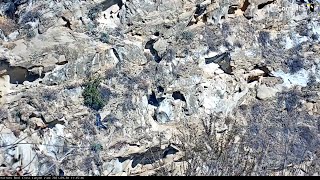 California Condor Soars Across Canyon To Feed Her Chick – Sept. 30, 2021