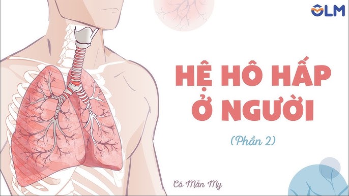 Bài 32 Hệ Hô Hấp Ở Người: Khám Phá Cấu Tạo, Chức Năng Và Bảo Vệ