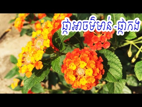 ផ្កាអាចម៌មាន់-ផ្កាកង - ផ្កាចិញ្ចៀន ព្យាបាលរលាកស្បែក