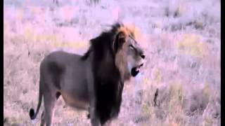 Us Dentist Accused Of Killing Cecil The Lion Upset As Hunter Becomes Hunted