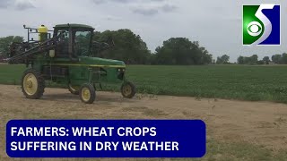Farmers: Wheat crop suffering from lack of rain