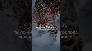 Сура аль-Калам, аяты 1-7 #quran #islam #коран