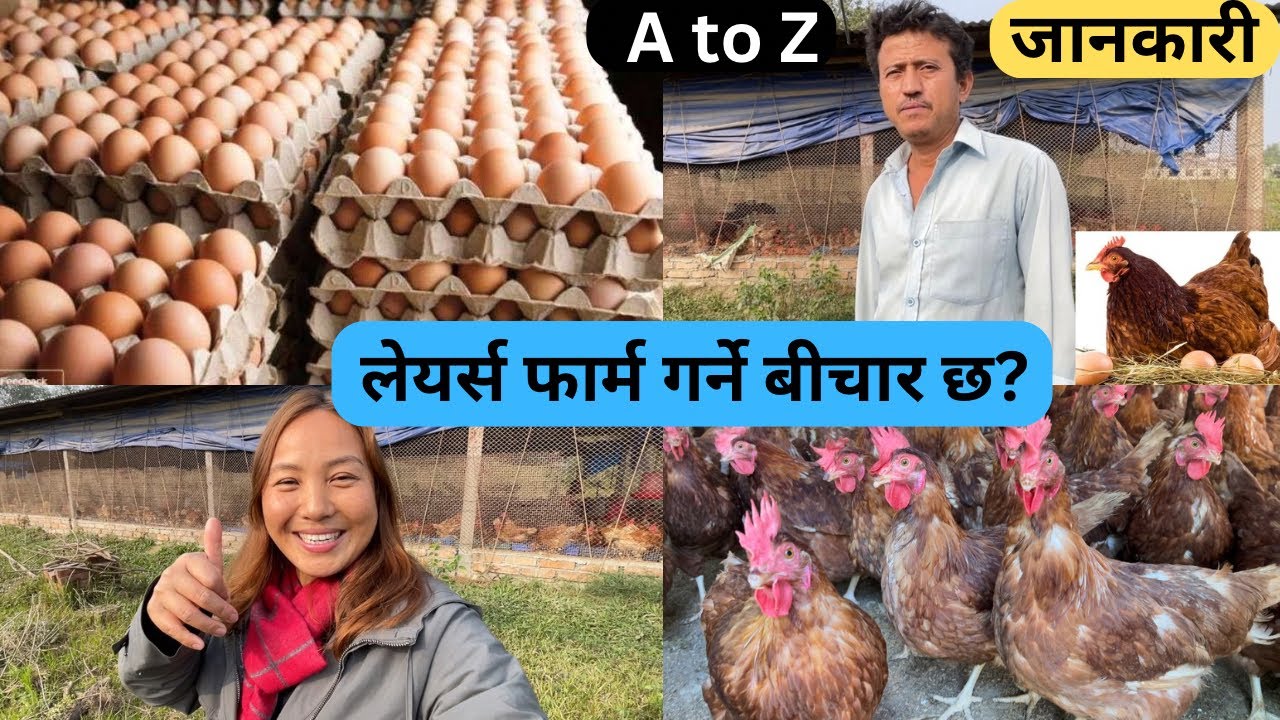 Layers कुखुरा फार्म बारे A to Z jankariℹ️✅अन्डा दीने कुखुरा फार्म बाट लाखौ कमाइ💰🐓sabichamling