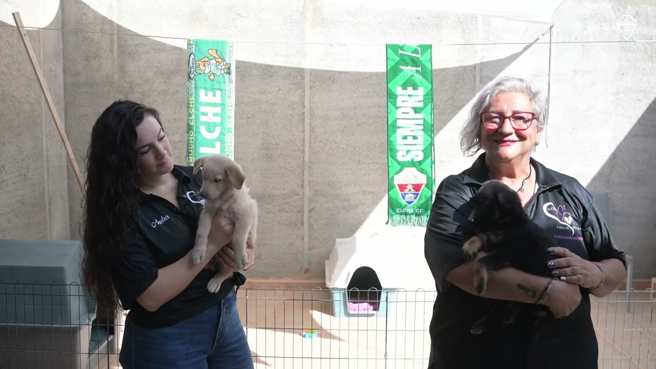 El Elche CF se une a Patitas Ilicitanas por la adopción animal 🐾💚