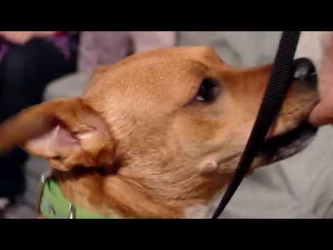 فيديو: مشاركة منزلك مع كلب فوستر
