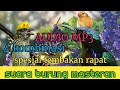 Suara Masteran Burung Spesial Tembakan Rapat Mp3 - Mp4 Download
