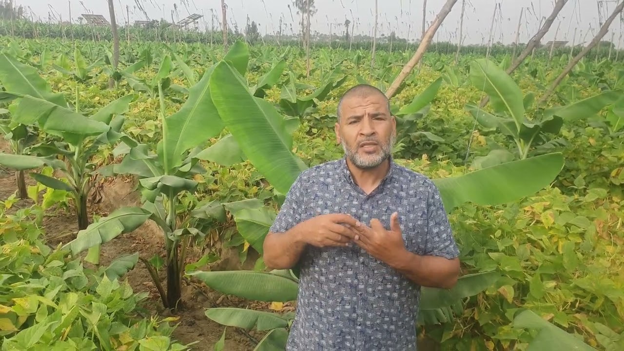 برنامج تسميد للموز فى شهر يونيه(٦) وأهم الاعمال الفنيه فى شهر ٦