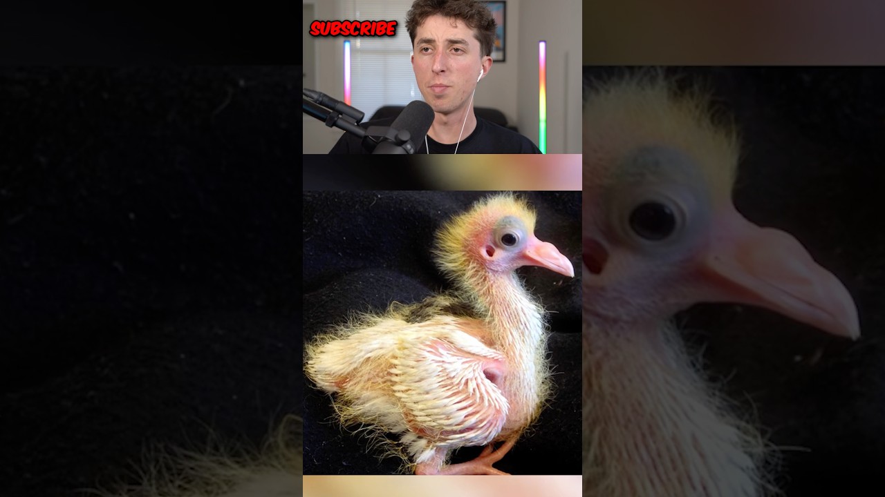 animals as babies 🤯😱