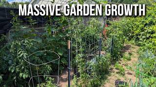 Small Veggie Garden Tour & To Dos
