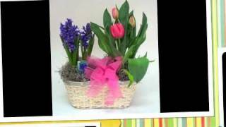 Easter Specials 2011 at Gillespie Florists