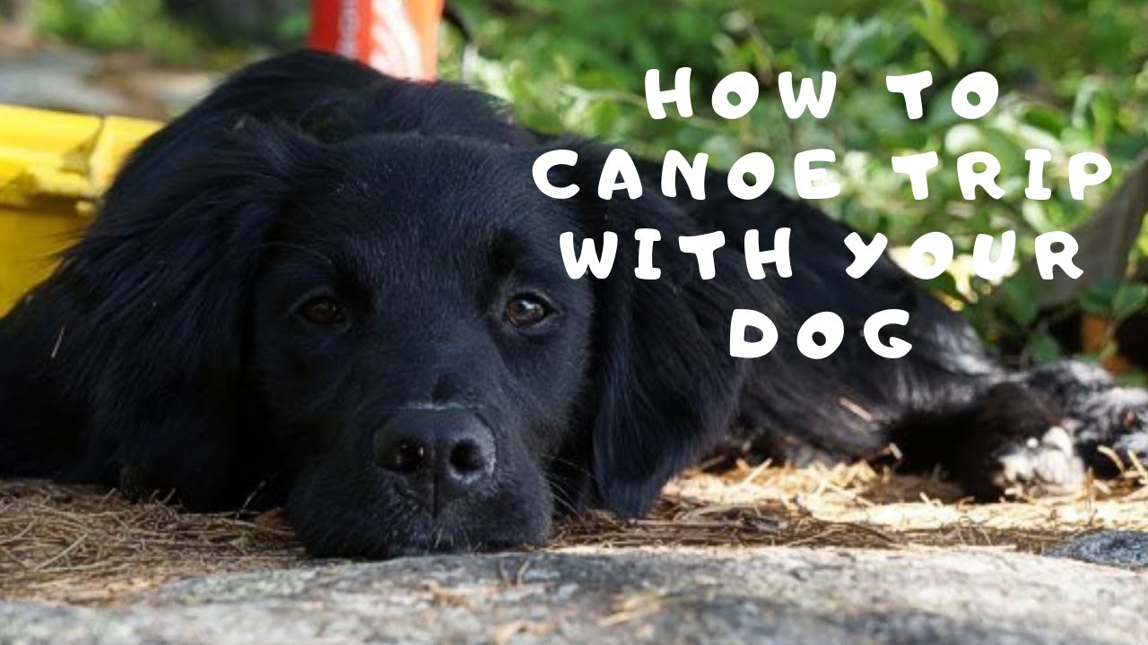 Поход на каноэ с собакой