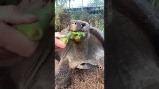 Best Funny Animal Videos of the year 2023, funniest animals ever relax with cute animals