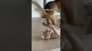 what was that move?! Abyssinian kittens growing up #abyssinian #funny