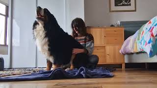 Learning to meditate when you have a (very clingy) Bernese Mountain Dog