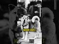 Ich weine nicht, du weinst #hachiko #funk #biograph