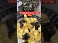 Ducklings Delivery Time 🐥🚚 | Super Quality 😱🔥