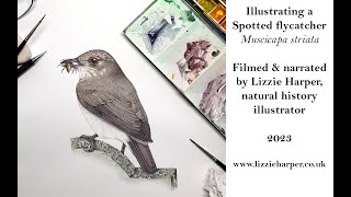 Bird illustration: Painting a Spotted flycatcher