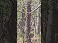 #Deer