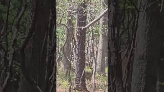 #Deer