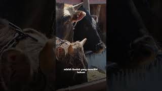 Belum Diaqiqahi Ketika Kecil, Sekarang Mau Qurban, Apa Boleh? - Rumaysho TV