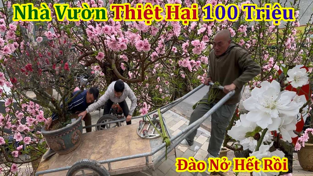 XUÂN BÍNH NGỌ 2026 - THIỆT HẠI 100 TRIỆU CHỦ VƯỜN ĐÀO TẾT