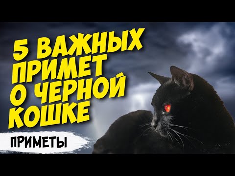 Видео: Почему черные кошки считаются плохой удачей