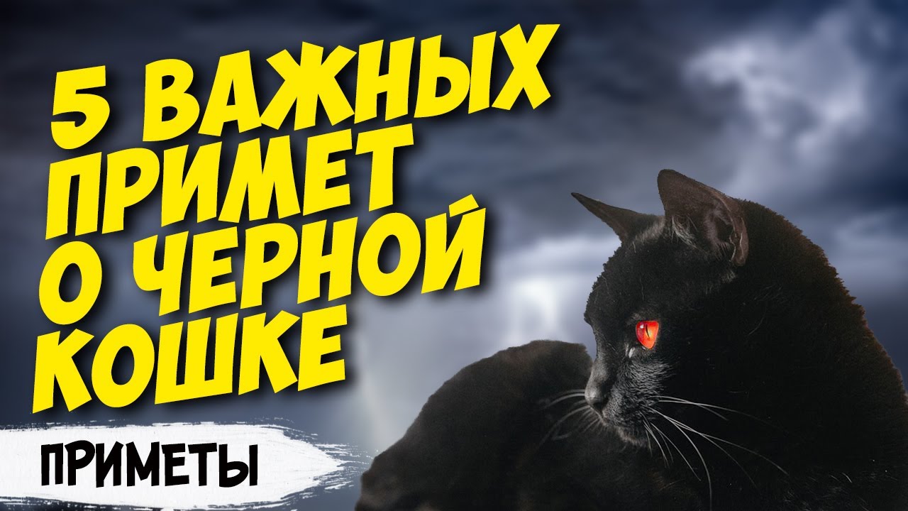Приметы о черных кошках: если пришла в дом или перебежала дорогу. К чему снится черный кот?