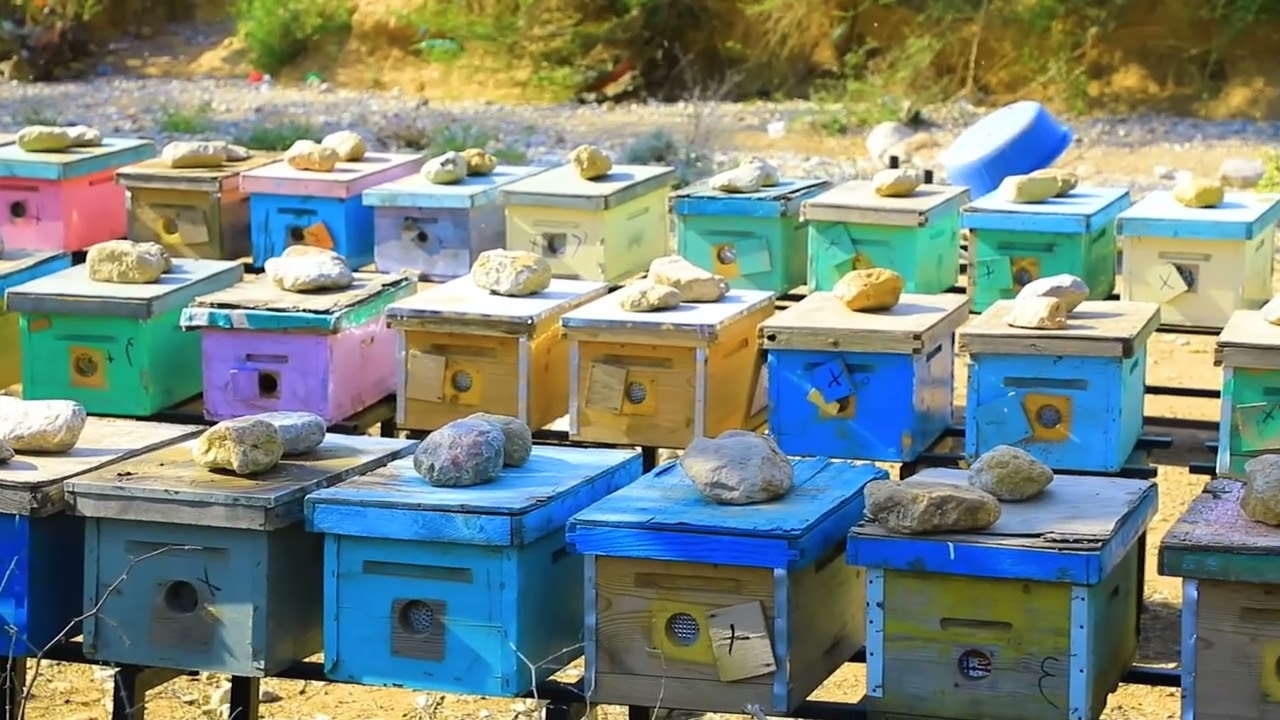 العسل العصيمي الملكي موسم 2025-2026 خيرات الجنتين معكم في كل جبال ووديان اليمن المميزة بانتاج العسل 