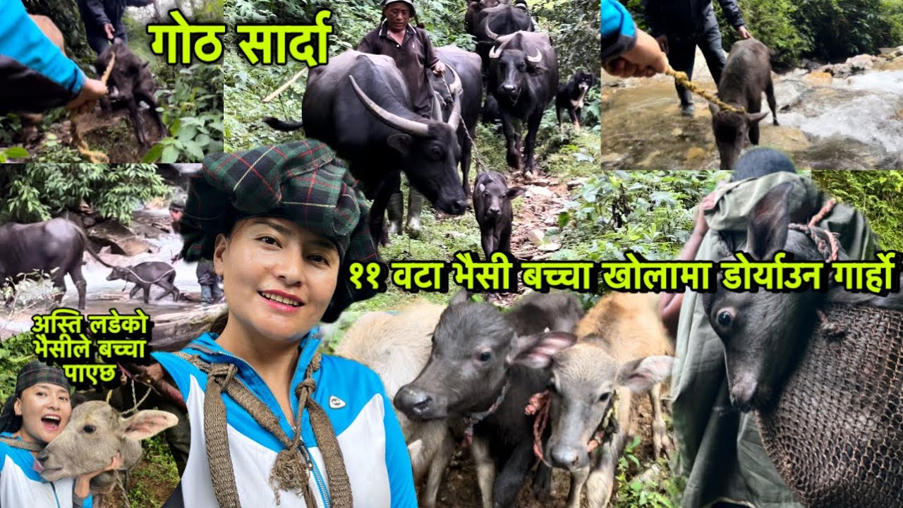 अस्ति लडेको भैसिलेबच्चा पाएछ ☺️गोठसार्दा ११वटा भैसीबच्चा डोर्याउन गार्होBad Newsमान्छेखोलाले बगायोरे