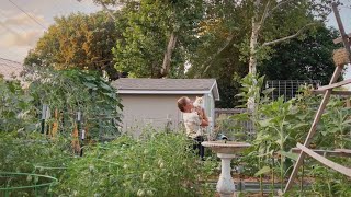 A Day In My Backyard Homestead During July  Planting, Preserving, & Pruning During Summer