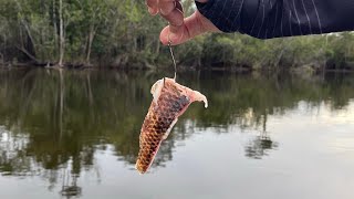 PESCANDO A ISCA PARA PEGAR OS GRANDES BAGRES