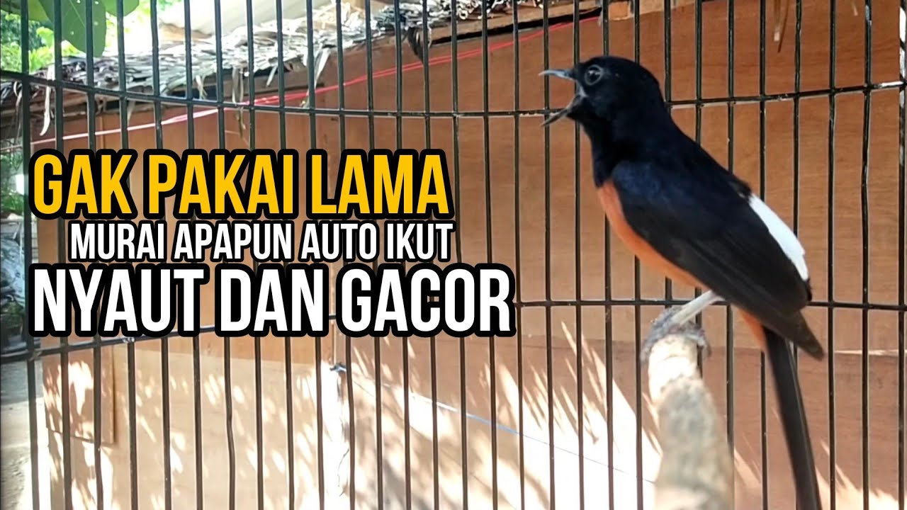 MURAI BATU GACOR SUPER AMPUH UNTUK PANCINGAN MURAI AGAR CEPAT NYAUT DAN IKUT EMOSI