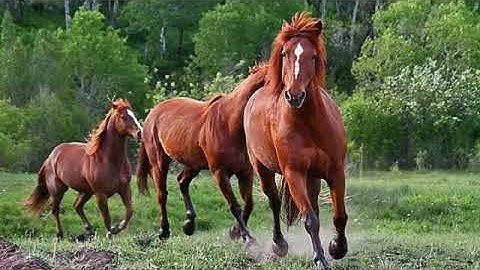 رقية قوية باوائل سورة النساء مع أبو لقمان المغربي