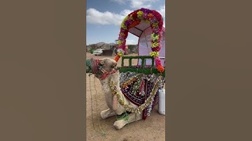 The ship of desert #camel #animal #animalvideos #nationaladventures #taif #saudiarabia #2030