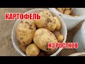 Урожай картофеля выращенный из ростков