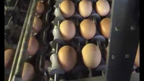 Egg coding EggFlex HeDiPack on Moba 2000 grader