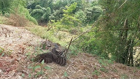 bẫy chòe than gặp bổi cực khủng lần 2