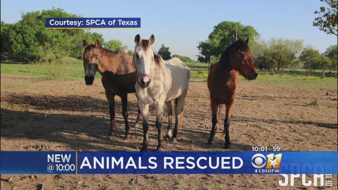 70 Horses, 17 Other Animals Rescued From Van Zandt County 'Sanctuary ...