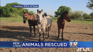 70 Horses, 17 Other Animals Rescued From Van Zandt County 'Sanctuary'