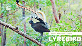 Masteran Burung Lyrebird SUARA EPIC!