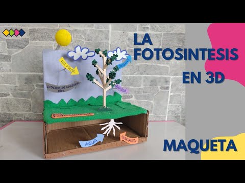 Vídeo: Què té un paper important en la fotosíntesi?